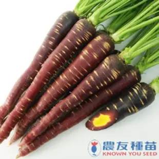 原包裝 10000粒 紫皮黃心彩色胡蘿蔔種子 彩色胡蘿蔔種子 紫蘿蔔種子 胡蘿蔔種子 紅蘿蔔種子 彩色紅蘿蔔種子
