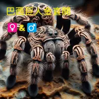 在飛比找蝦皮購物優惠-5/15更新清單 各種毛蜘蛛大蘭多蜘蛛客製AI卡片