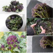 Broccoli - Purple Sprouting Early seeds