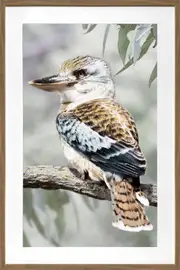 Kiki Kookaburra Artwork Framed W Glass Front 80x120cm