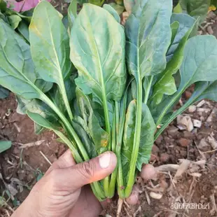 油麥菜 菠菜 上海青 香菜 小白菜 快菜大白菜韭菜雞毛菜種子小蔥種子 芹菜種子 四季蔬菜種子大全 陽台盆栽蔬菜種子