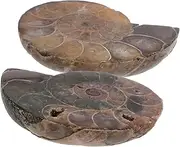 MOLUCKFU Madagascar Natural Stones Conch Ammonite Specimen Shell Educational Dig Kit for Kids Scientific Collections