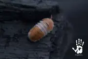 (LAG) 10+ Cubaris Red Panda King isopods ~ Bioactive Clean Up Crew ~