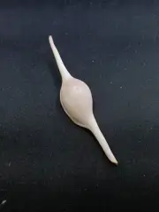 Large volva-volva shuttlecock Sea shell. 99mm Beach home coastal decor. #12753