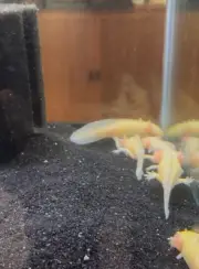 2x Albino/Golden Axolotl 5+inches (Read Description)