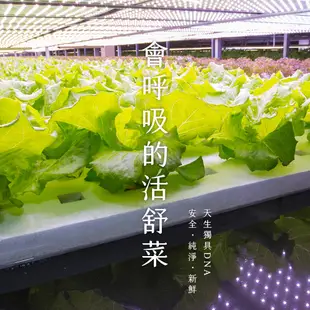 【源鮮智慧農場-Terra嚴選】玉女小番茄(600g/盒)