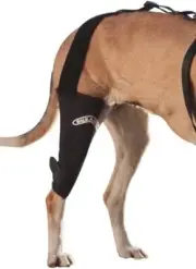 Walkabout Knee Brace for Dogs and Cats (Medium Right 10-11")