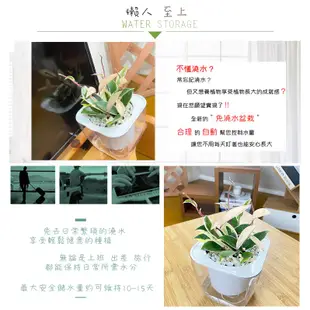 【現貨】【小品文化】白斑毬蘭 4吋透明免澆水懶人盆栽 簡單好種植 觀葉植物 陽台植物 自動吸水 創意花盆 居家辦公盆花