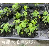 在飛比找蝦皮購物優惠-花花世界_水果苗-*台農二號木瓜苗*//(有2組規格) /M