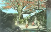 The Kapok Tree Inn - Vintage Clearwater Florida Postcard - Unused