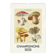 Cavallini 2025 Wall Hanging Calendar Home/Room Decor - Champignons 48x33cm