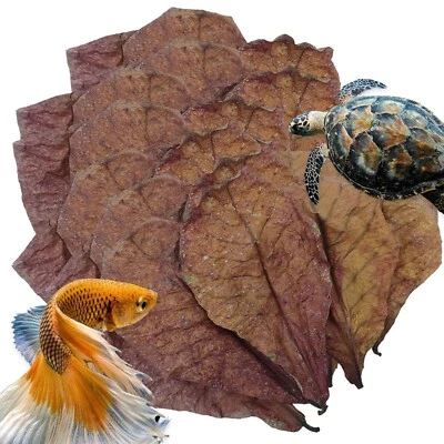 INDIAN ALMOND 40 CATAPPA KETAPANG LEAF LEAVES AQUARIUM BETTA FISH SHRIMP USA