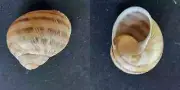 #0027 Pleurodonta Undulata, Haiti, 29.4mm Land snail shell