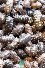 50+ Pill Bugs Land Isopods Terrarium Cleaner Roly Poly Armadillidium Vulgare