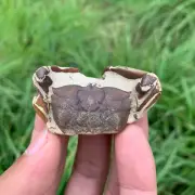 Jurassic Period Perfect Crab Fossil Dinosaur Age 84
