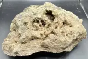 Fossilized Clam Geode Spike Crystals Indiana Quartz Calcite Limestone 5.5 Lbs