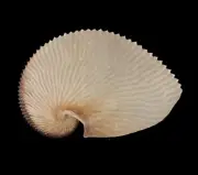 Sea shells Argonauta argo 161.5mm. Aquarium Decoration Products