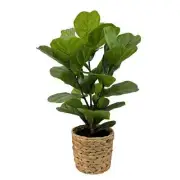2ft. Fiddle Leaf Fig Tabletop Plant in Woven Basket by Ashland®