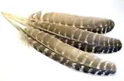 5pcs Natural Barred Wild Turkey Wing Feathers Large 24-26cm DIY Smudge Fan Quill