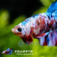 在飛比找PChome商店街優惠-【AC草影】星辰 PK將軍鬥魚（公魚）【一隻】FAG0131