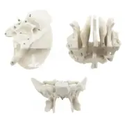 Human Skeleton Anatomy Model Sphenoid Ethmoid Bone Model School Teaching Tool