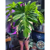 在飛比找蝦皮購物優惠-Philodendron radiatum variegat