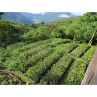 在飛比找蝦皮購物優惠-＊山林農莊-咖啡苗＊已結果9年咖啡樹- 10萬棵苗~阿拉比卡