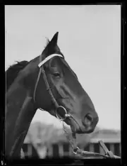 Racehorse Nightmarch New South Wales 1930 Old Photo