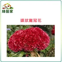 在飛比找Yahoo奇摩購物中心優惠-【綠藝家】H24.頭狀雞冠花(紅色，高40~60cm)種子0