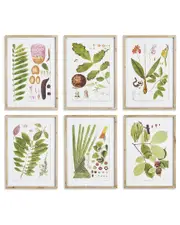Napa Home & Garden Set of 6 Leaf Botanical Study Prints