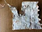 White Birch Bark, flat and firm 8x8 inch piece of birch bark