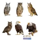 Owl Decoy Protect Garden Yard Scare Birds Mouse Away Pigeon Repellent Scarecrow