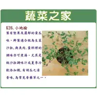 在飛比找蝦皮購物優惠-【蔬菜之家滿額免運】K26.小地榆種子60顆(葉有堅果及濃郁