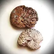 2pcs 118-139mm Ammonite Chalcedony mineral Agate Fossil Cretaceous Coniacian