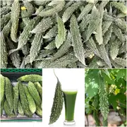 Bitter Melon - Dark Jade F1 seeds