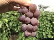 Buy Pink Iona Grape Vines in Australia (Vitis vinifera)