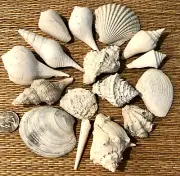 16 FLORIDA FOSSIL SEA SHELLS - MED. TO LRG. MED. - CRAFT OR COLLECT