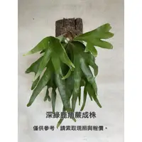 在飛比找蝦皮購物優惠-上板鹿角蕨02中型區：女王鹿角蕨、二叉鹿角蕨、象耳鹿角蕨、爪