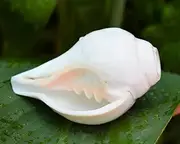 Shiva Lingam Shop Blowing Sound Shankh for Worship Pooja 4" Inch Poojan Sacred Shell Navratri Lord Krishna Conch Shell