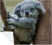 Large Fleece Throw Blanket for Couch, Sofa and Bed, Soft Blankets and Warm Throws, Cozy, Plush, Lightweight, Lovely Koala Animal