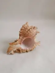 Marine Sea Decoration 11,5 cm Big Conch Natural Ornaments Shell