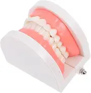 iplusmile Educational Model Tooth and Dentals Model Realistic Teaching Tool for Boys and Girls Study and Practice