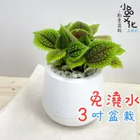 在飛比找蝦皮購物優惠-【小品文化】蝦蟆草【現貨】3吋雪胖免澆水盆栽 室內植物 辦公