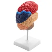 Cerebral Anatomical Model Anatomy 1:1 Half Brain Brainstem Teaching Lab9086