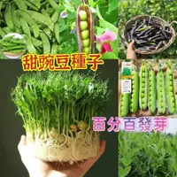 在飛比找蝦皮購物優惠-【種子之家】甜脆豌豆種子 大夾荷蘭豆種子 高產蔬菜種子 耐寒