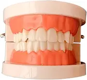 Amosfun Standard Teeth Model for Tooth Brushing Demonstration Educational Teaching Supplies for Preschoolers for Learning Oral Hygiene Techniques Detailed Viewing