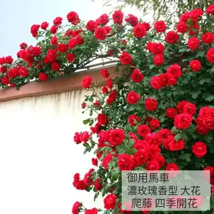 🌹精選爬藤薔薇花苗 Rose爬藤月季玫瑰花四季開花藤本月季觀賞花卉盆栽地栽陽台庭院種植大花易活基地直發