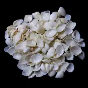 Cay Cay White Shells Natural Sea Shell approx. 100 pcs 1/2 Pound