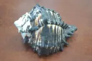 BLACK MUREX SEA SHELL CONCH HERMIT AIRPLANT 5" - 5 1/2" #7362