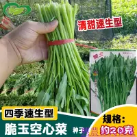 在飛比找蝦皮購物優惠-🌱🥬脆玉蕹菜空心菜種子 農田菜園菜梗粗大空心青翠鮮美脆嫩空心